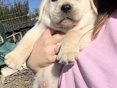 Pui Labrador Retriever