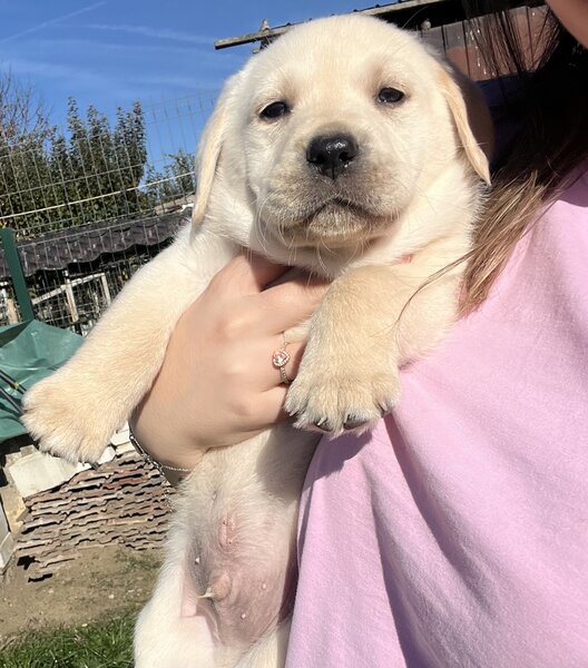 Pui Labrador Retriever