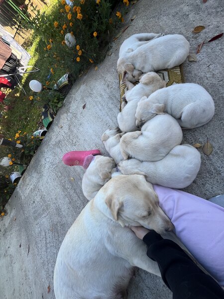 Pui Labrador Retriever