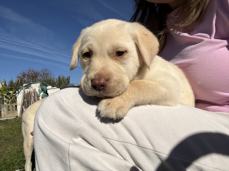Pui Labrador Retriever