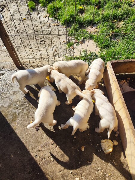 Pui Labrador Retriever