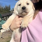 Pui Labrador Retriever