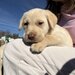 Pui Labrador Retriever
